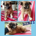 Benji, Cucciolino Abbandonato