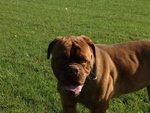 Adotta Bellissima Dogue de Bordeaux - Foto n. 2