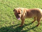 Adotta Bellissima Dogue de Bordeaux - Foto n. 3