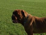 Adotta Bellissima Dogue de Bordeaux - Foto n. 4