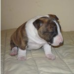 Disponibile Cuccioli di bull Terrier Standard e Miniature con o Senza Pedigree.