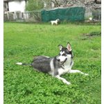 Husky Incrocio, ash 12 Mesi, Un’odissea Senza Fine, 3 Abbandoni in soli 12 mesi di Eta’, Cerca Casa - Foto n. 2