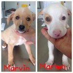 Marvin e Marlon Cuccioli Bellissimi