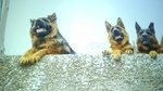 Cuccioli di Pastore Tedesco - Foto n. 1
