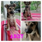 Andy, Abbandonato con i Fratelli a Nemmeno 3 Mesi