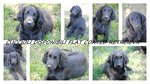 Meravigliosi Cuccioli flat Coated Retriever