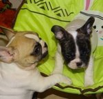 Adorabili Cuccioli di Bulldog Francese - Foto n. 1
