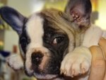 Adorabili Cuccioli di Bulldog Francese - Foto n. 3