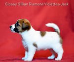 Jack Russell pelo Liscio alta Genealogia