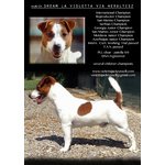 Jack Russell pelo Liscio alta Genealogia - Foto n. 5