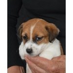 Jack Russell Terrier - Cuccioli Altamente Selezionati - Foto n. 8