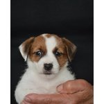 Cuccioli jack Russell Terrier Selezionati - Foto n. 1