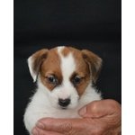 Cuccioli jack Russell Terrier Selezionati - Foto n. 2