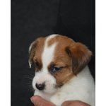 Cuccioli jack Russell Terrier Selezionati - Foto n. 3