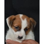 Cuccioli jack Russell Terrier Selezionati - Foto n. 4