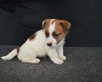 Cuccioli jack Russell Terrier Selezionati - Foto n. 9