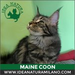 Betty Boop, Gatto di Razza Maine Coon - Foto n. 3
