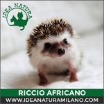 Cuccioli di Riccio Africano