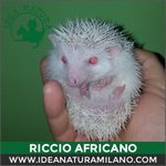 Cuccioli di Riccio Africano - Foto n. 2