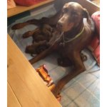 Cuccioli Dobermann alta Genealogia - Foto n. 3