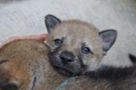 Cuccioli di cane lupo Cecoslovacco con Pedigree - Foto n. 5