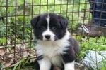 Cuccioli Border Collie