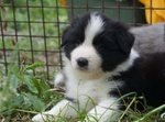 Cuccioli Border Collie - Foto n. 3