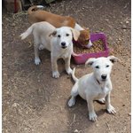 Un Carico di Cuccioli, 3 Mesi, Futura Taglia Media, in Arrivo a Brgamo, in Cerca di Casa - Foto n. 3