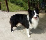 Teddy, Border Collie di 5 Anni, e’ Arrivato il Momento Ditrovargli una Nuova Famiglia