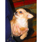 Chihuahua:zampe Corti-Muso Corto - Foto n. 1