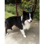 Teddy, Border Collie di 5 Anni, e’ Arrivato il Momento Ditrovargli una Nuova Famiglia - Foto n. 2