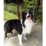 Teddy, Border Collie di 5 Anni, e’ Arrivato il Momento Ditrovargli una Nuova Famiglia - Foto n. 3