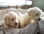 Splendidi cuccioli Kc golden Retriever