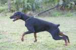 Cuccioli Dobermann Altissima Genealogia - Foto n. 2