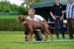 Cuccioli Dobermann Altissima Genealogia - Foto n. 3