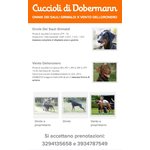 Cuccioli Dobermann Altissima Genealogia - Foto n. 4