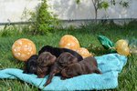 Cuccioli Dobermann Altissima Genealogia - Foto n. 5