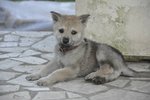Cuccioli di cane lupo Cecoslovacco con Pedigree - Foto n. 6