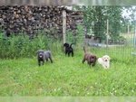 Labrador Retriever Cuccioli-Miele,chocolate e Neri
