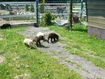 Labrador Retriever Cuccioli-Miele,chocolate e Neri - Foto n. 2