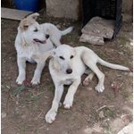 Luna e Sole, Cuccioli di 6 mesi Simil Labrador, due Storie Diverse, ma con lo Stesso Finale, L’abban - Foto n. 1