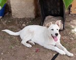 Luna e Sole, Cuccioli di 6 mesi Simil Labrador, due Storie Diverse, ma con lo Stesso Finale, L’abban - Foto n. 3