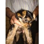 Cuccioli Yorkshire Terrier - Foto n. 3