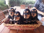 Cuccioli di Cocker Spanie. 250 Euro - Foto n. 3