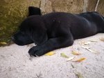 Cuccioli Labrador Retriever - Foto n. 2