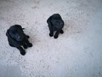 Cuccioli Labrador Retriever - Foto n. 3
