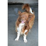 Charlie Meticcio Papillon di 5 Anni