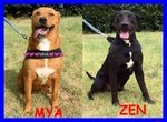 Mya e zen mix pit 3 anni Sottratti a Maltrattamenti