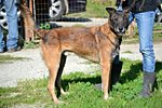 Paco Meticcio Belga Malinois di 6 Anni