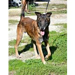 Paco Meticcio Belga Malinois di 6 Anni - Foto n. 5